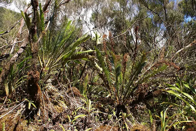 Forêt de Bébour