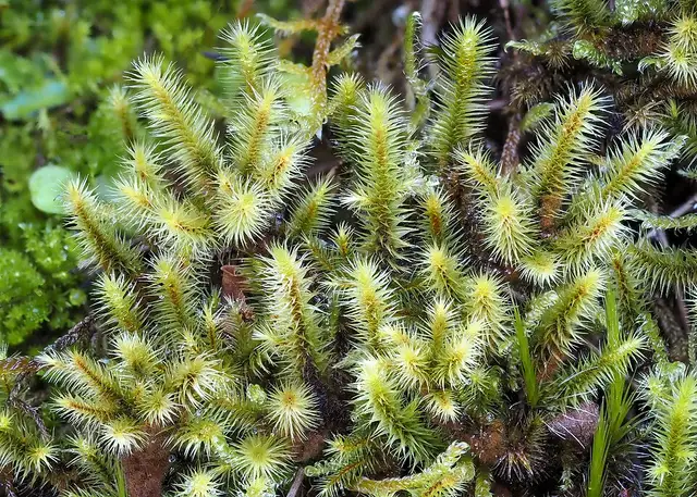 Breutelia gnaphalea