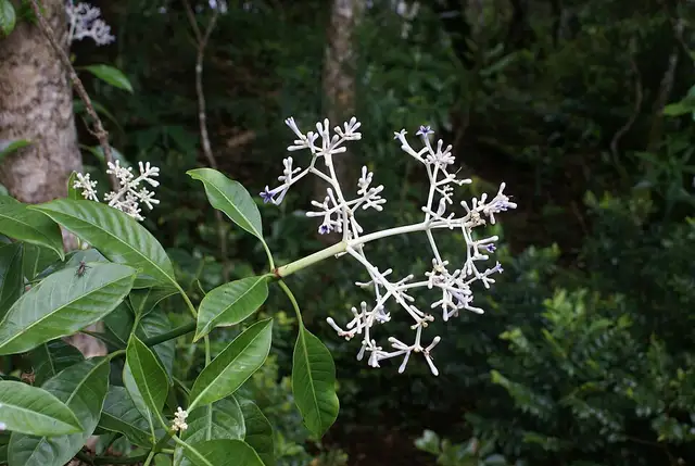Chassalia corallioides Roche écrite