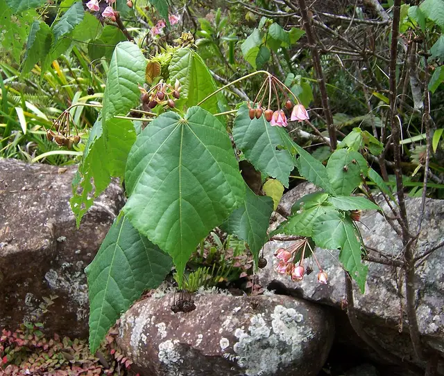 Forêt de Bébour