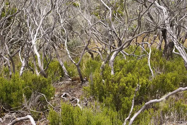 Erica reunionensis regeneration 5 years after wildfire