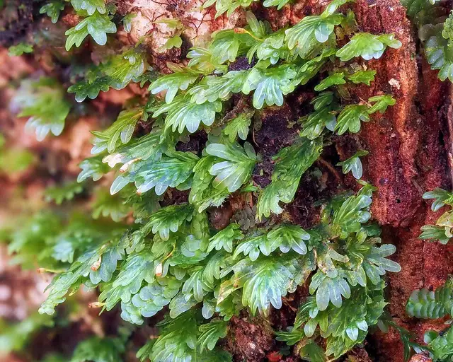 Fissidens ah-pengae