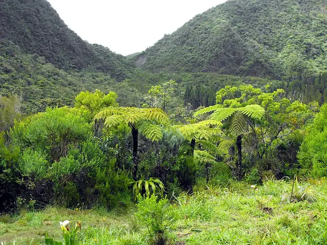 Forêt de Bébour