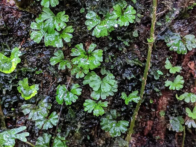 Hymenophyllum sibthorpioides