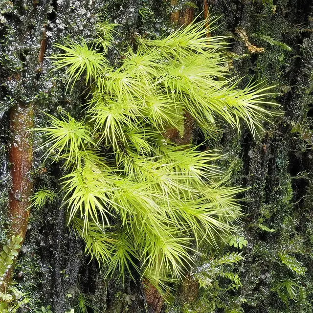 Leiomela bartramioides