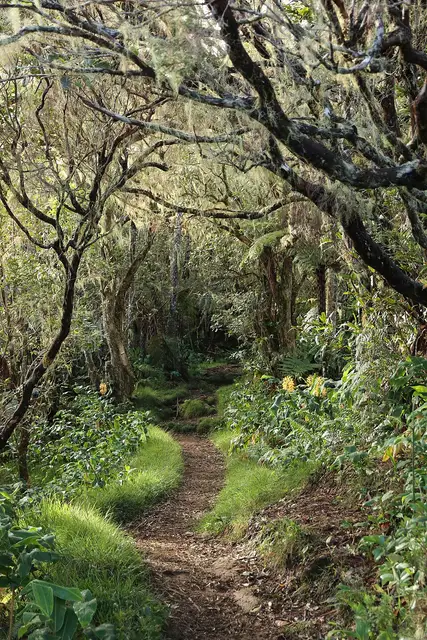 Chemin du GR R2, traversant la végétation du cirque de Mafate