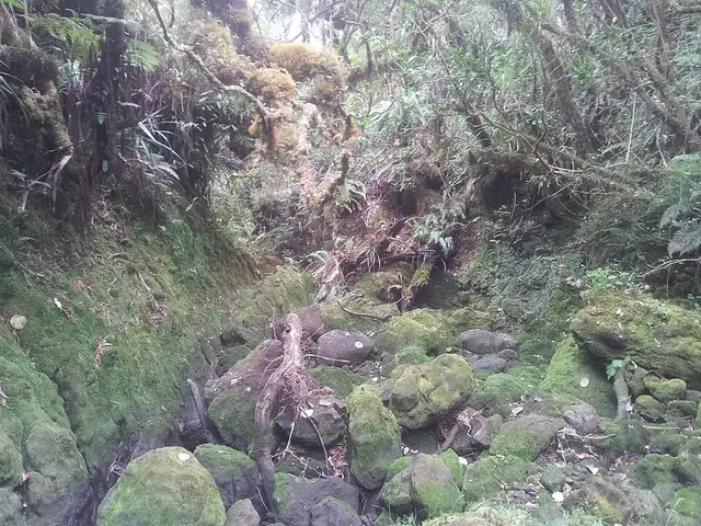 Ravine Misère Bébour