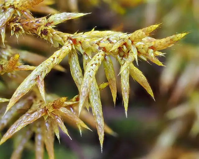 Rhacocarpus purpurascens