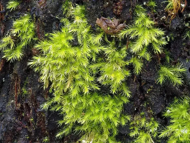 Rhizofabronia persoonii
