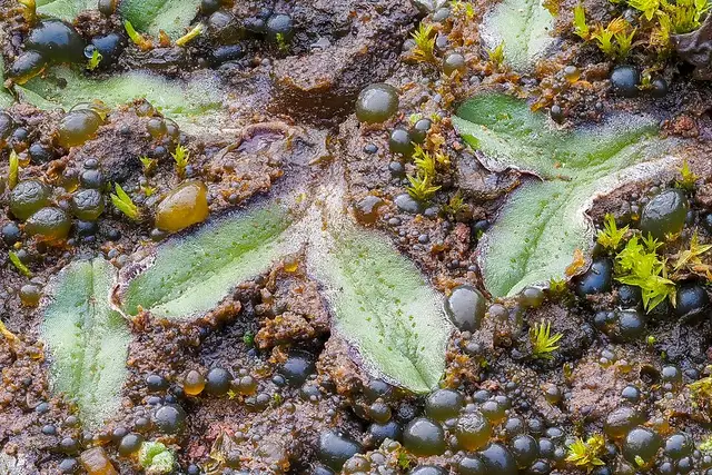 Riccia atropurpurea