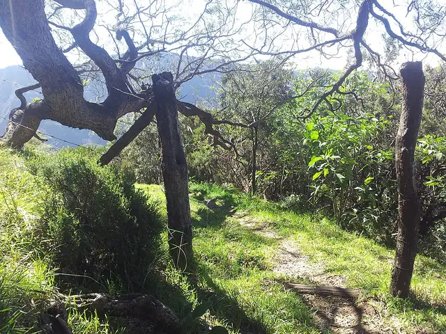 Sentier du cassé de la rivière de l'est
