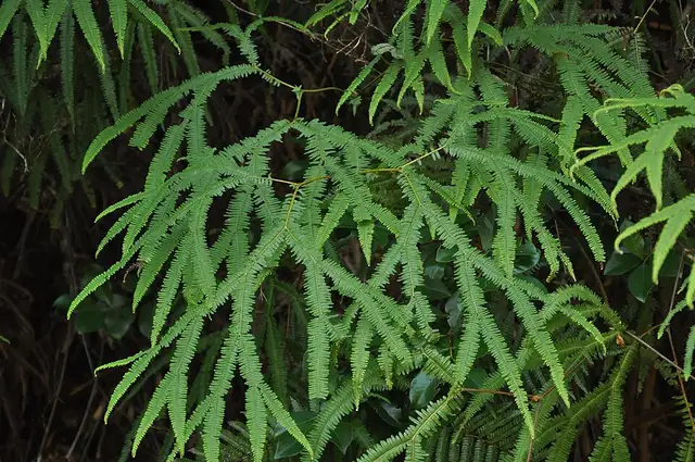 Sticherus flagellaris