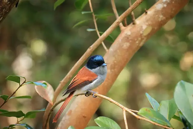 Terpsiphone bourbonnensis - Oiseau la vierge