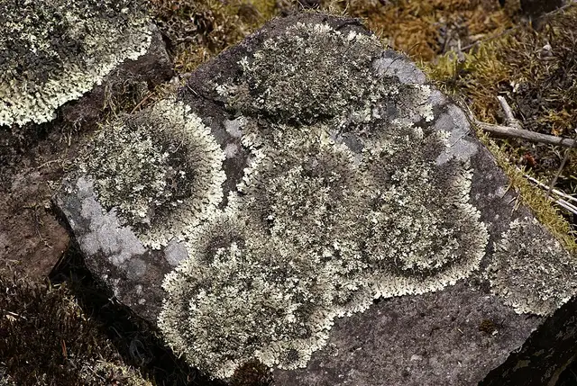 Trois Salazes